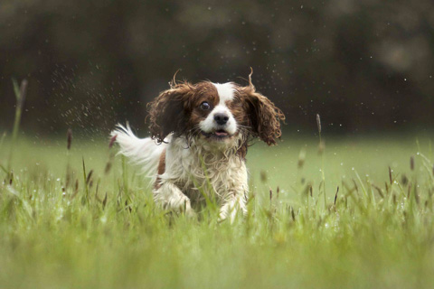 Rennender Hund im Regen, Lübeck